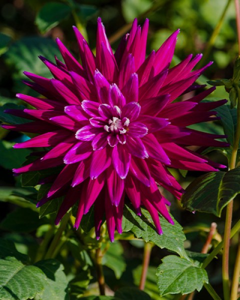 Dahlia Purple Gem5